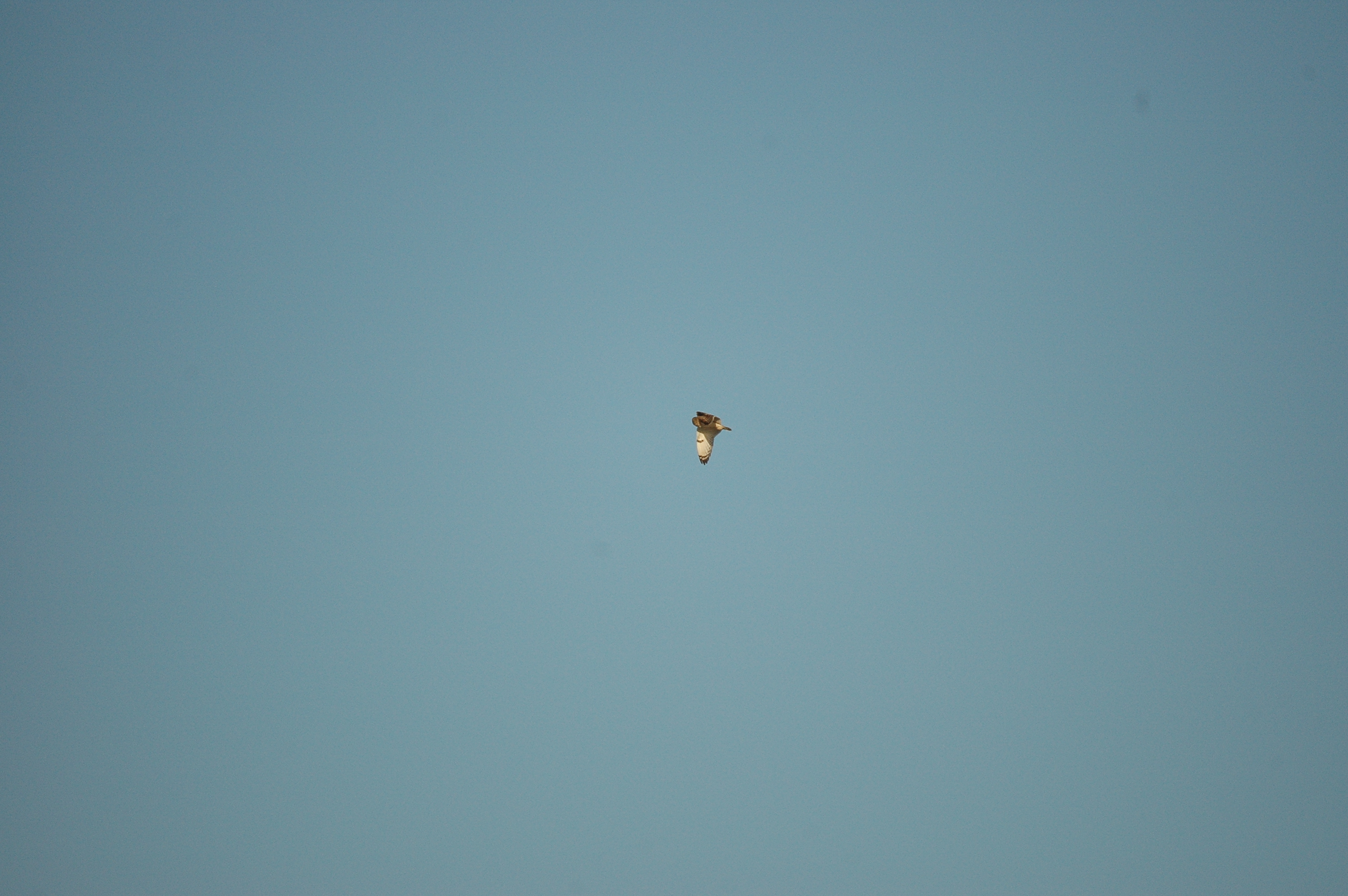 photos/wildlife/Bird_Species/085-Typical_Owls/2826-Short-eared Owl/DSC_4751.JPG